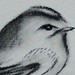 Tattoos - Birdy Charcoal - 38036